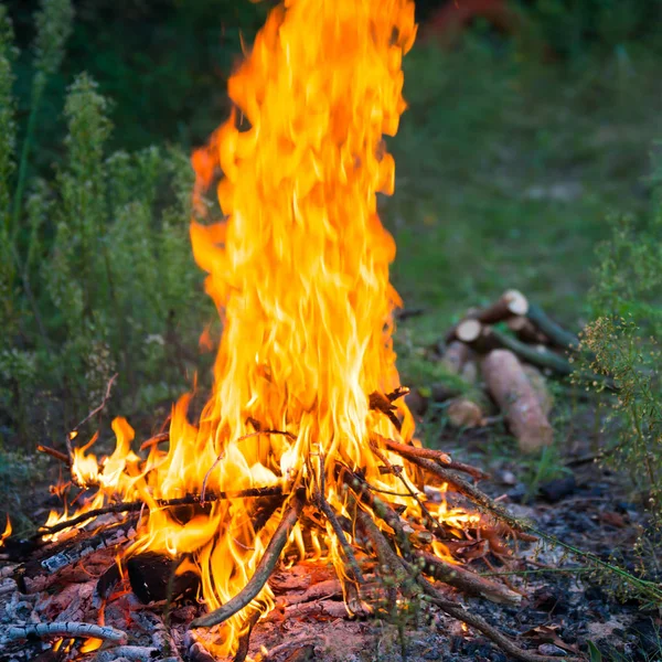 森の中の焚き火 — ストック写真
