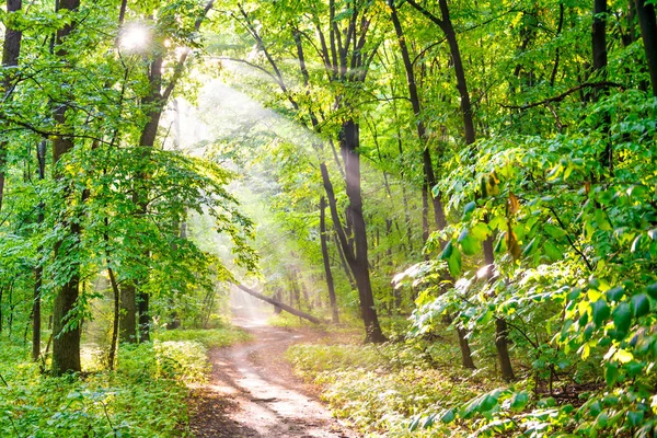 Grön skog och solljus genom dimma — Stockfoto