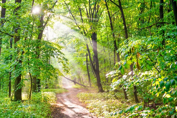 Floresta verde e luz do sol através do nevoeiro — Fotografia de Stock