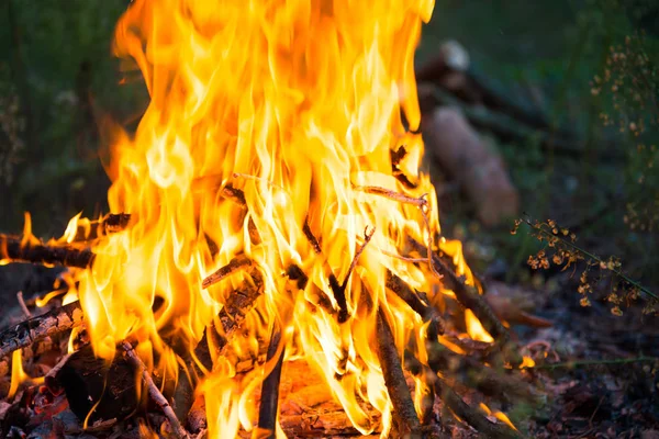 Bonfire in het bos — Stockfoto