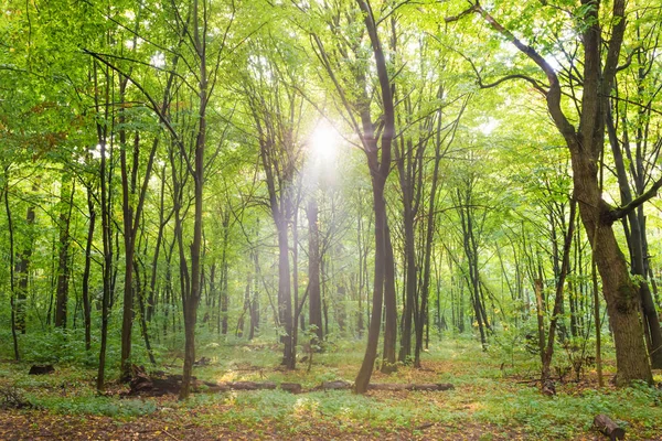 Foresta con alberi, sentiero e sole — Foto Stock