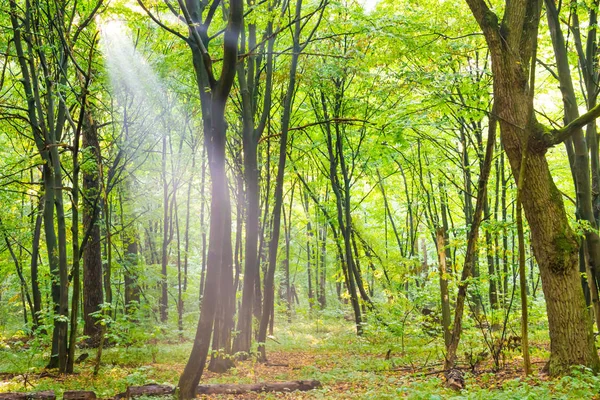 Skog med träd, gångstig och sol — Stockfoto