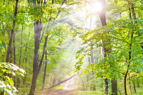 Floresta verde e luz do sol através do nevoeiro — Fotografia de Stock