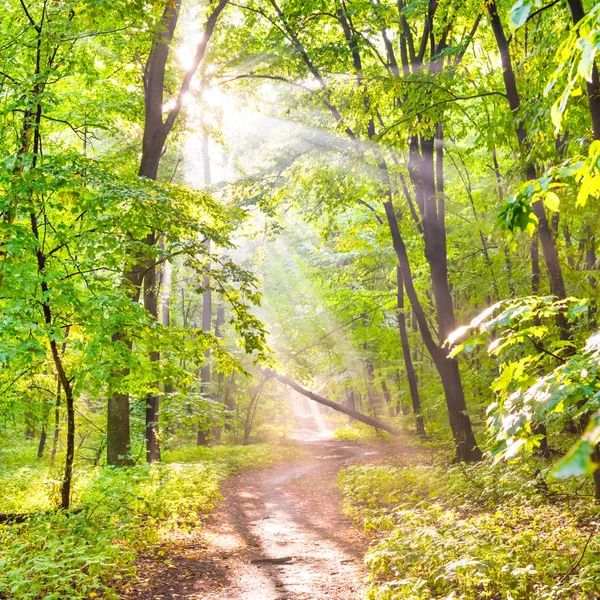 Zöld erdő és napfény a ködön keresztül — Stock Fotó