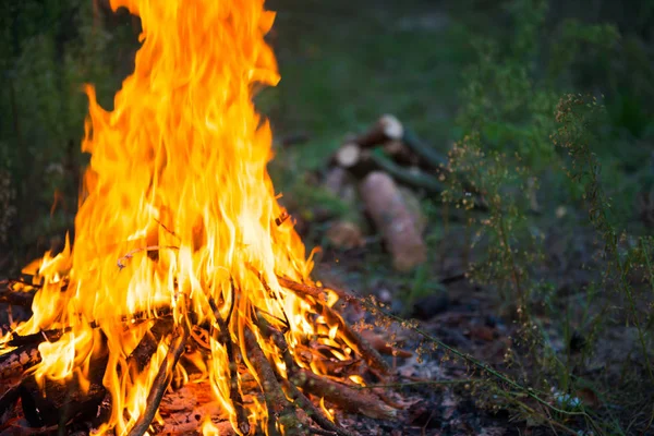 Bonfire in het bos — Stockfoto