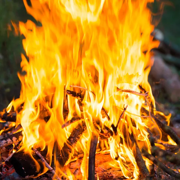 Bonfire in het bos — Stockfoto