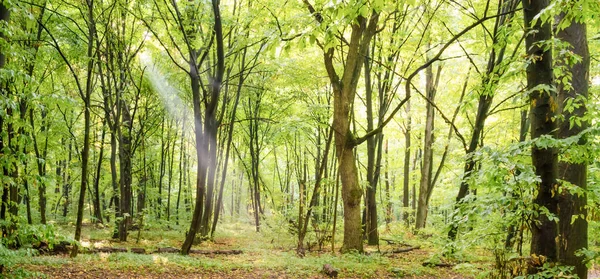 Grünes Waldpanorama — Stockfoto