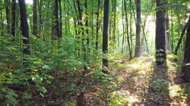 Ağaçlar, patika ve güneş ile orman