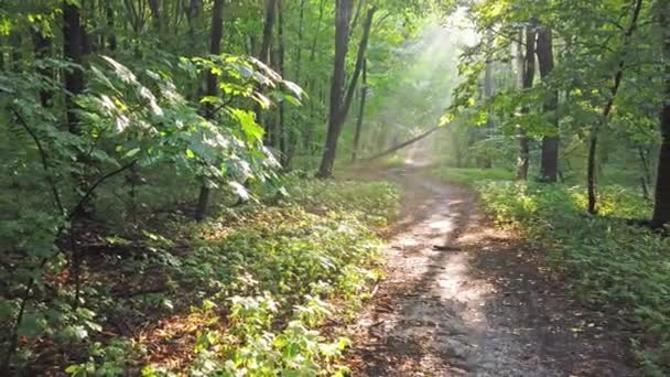 Skog med träd, gångstig och sol — Stockvideo