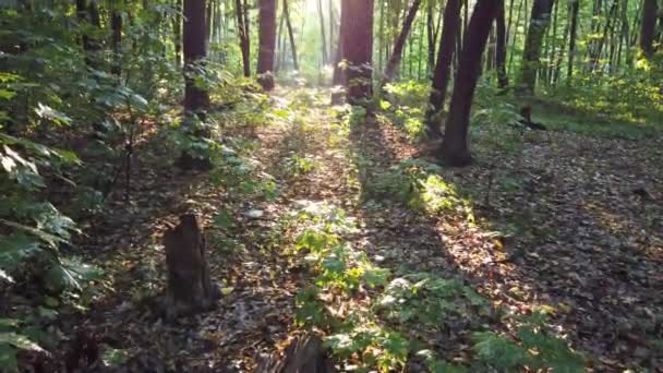 Bosque con árboles, sendero y sol — Vídeos de Stock