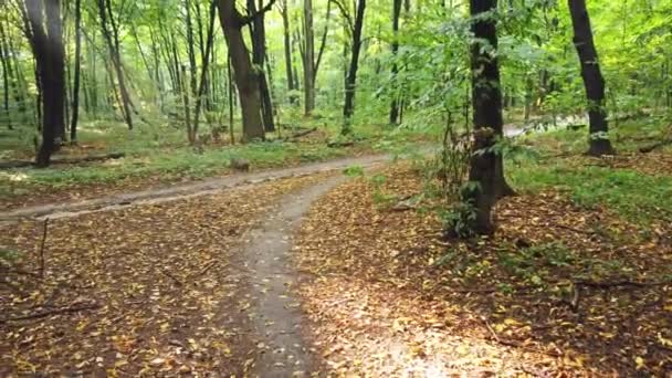 Bosque con árboles, sendero y sol — Vídeos de Stock