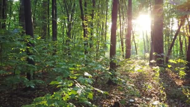 Bos met bomen, voetpad en zon — Stockvideo