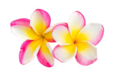 plumeria, pembe ve sarı çiçek