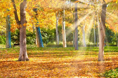 Parlak güneşli bir günde sonbahar parkı