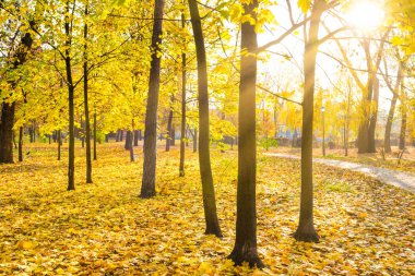 Şehir parkında sarı akçaağaç ağaçları