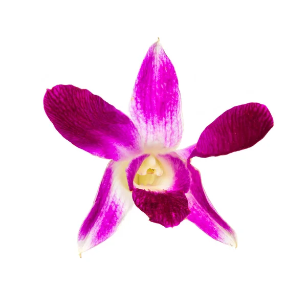 Flor de orquídea isolada no fundo branco — Fotografia de Stock