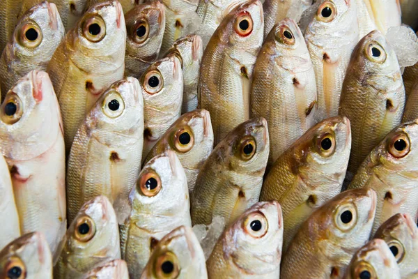 Montón de pescado en el mercado de mariscos —  Fotos de Stock