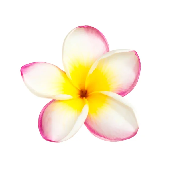 白い背景に孤立したフランジパニの花 — ストック写真