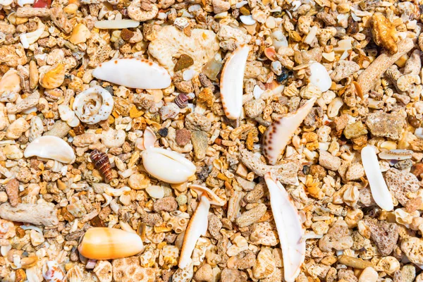 Морские раковины на коралловом пляже в качестве фона — стоковое фото