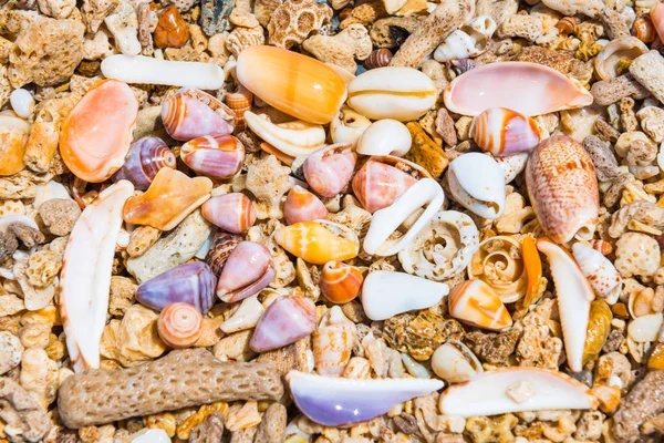 Sea shells at coral beach as background — Stock Photo, Image