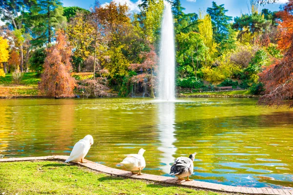 Ducks and swans sitting near lake — Stock Photo, Image