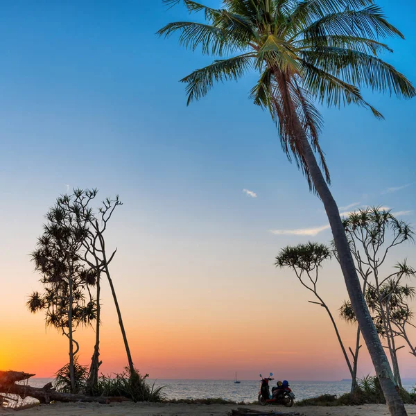 Palm tree and bike on beach — Stock Photo, Image