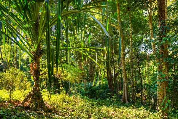 Paisaje de selva tropical — Foto de Stock