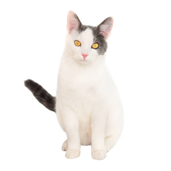 White young cat with black tail — Stock Photo, Image