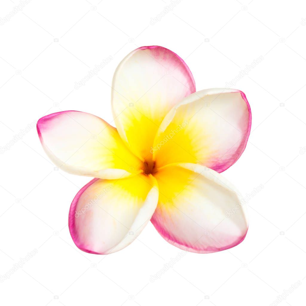 Frangipani flower isolated at white background