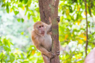 Yeşil ağaç ormanında oturan sevimli vahşi maymun.