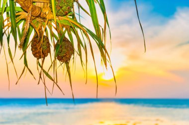 Hindistan cevizi palmiyeli günbatımı denizi ve plajı ve dramatik gökyüzünde gün batımı güneşi