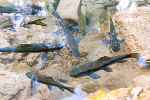 Stado Tropikalnych Ryb Garry Czerwonej Wodzie Rzecznej Erawan National Park — Zdjęcie stockowe