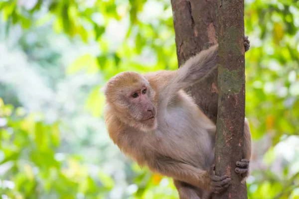 Männchen Niedlichen Wilden Affen Sitzen Grünen Baum Tropischen Wald — Stockfoto