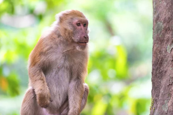 Männchen Süßer Wilder Affe Sitzt Auf Einem Felsen Grünen Tropischen — Stockfoto