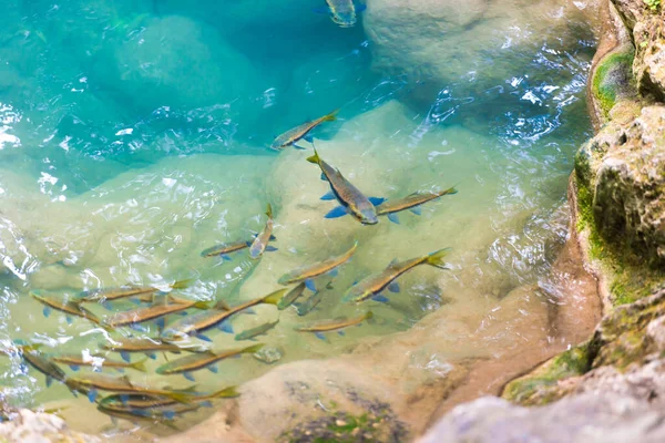 Escola Peixes Tropicais Garra Vermelha Água Rio Parque Nacional Erawan — Fotografia de Stock