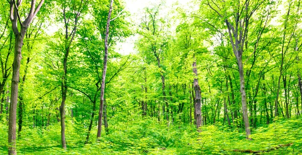 木々と太陽の光が葉を通過する緑の森の風景パノラマ — ストック写真