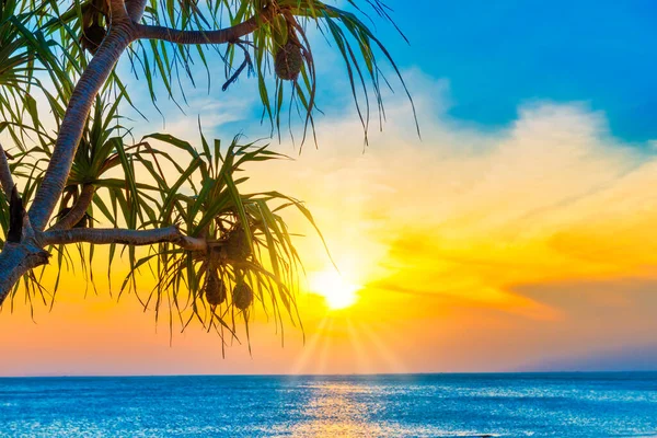 Sunset Sea Beach Coconut Palm Tree Sunset Sun Dramatic Sky — Stock Photo, Image
