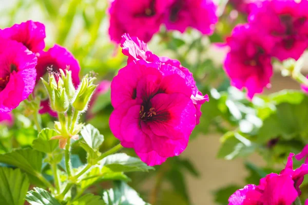 Rózsaszín Virág Muskátli Virágok Zöld Levelekkel — Stock Fotó