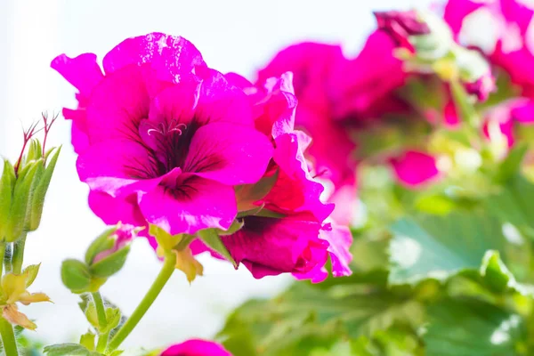 Rózsaszín Virág Muskátli Virágok Zöld Levelekkel — Stock Fotó