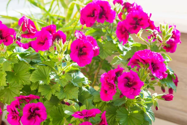 Rosa Blühende Geranienblüten Mit Grünen Blättern — Stockfoto