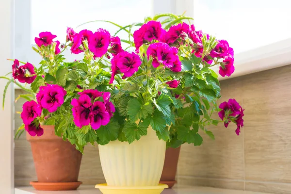 Floral home garden with pink geranium flowers in pot