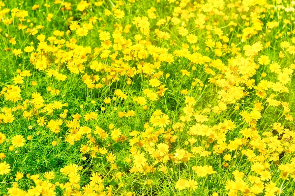 Beautiful Yellow Flowers Dendranthema Boreale Sunny Green Field Spring Summer — Stock Photo, Image