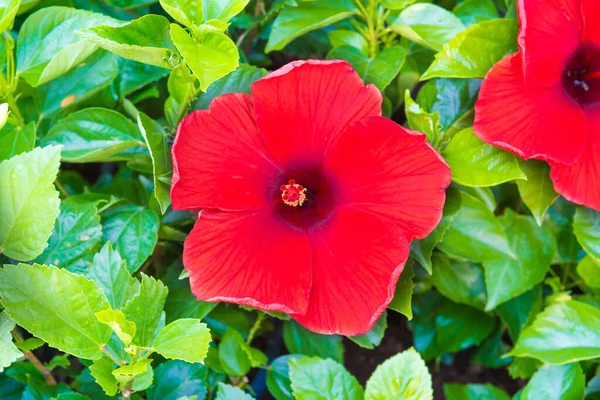 Röda Blommor Hibiskus Eller Kinesisk Ros Med Gröna Blad — Stockfoto