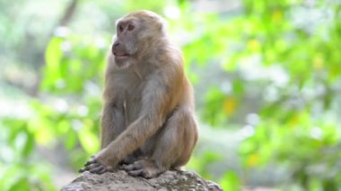 Ağaçlı yeşil tropikal ormandaki bir ağaçta oturan sevimli erkek vahşi maymun portresi. Tam HD video klibi
