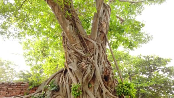 Głowa Buddy Zielonych Korzeniach Drzewa Ceglanym Murze Ruinach Świątyni Ayutthaya — Wideo stockowe