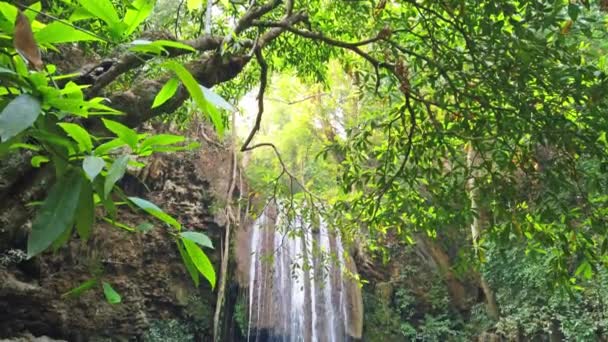 Cascata Cascata Acqua Foglie Albero Nella Foresta Verde Clip Video — Video Stock