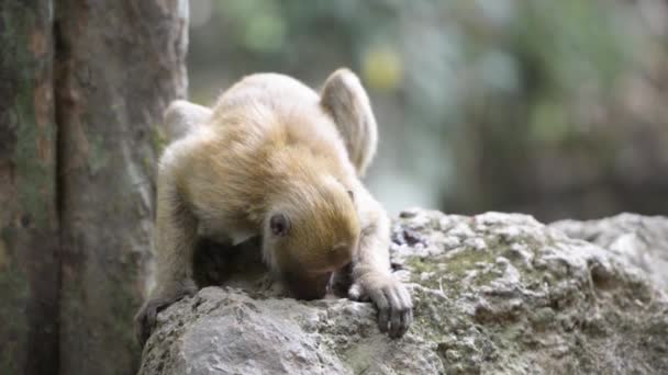 熱帯林の岩の上に座っているオスのかわいい野生の猿の肖像画 フルHdビデオクリップ — ストック動画