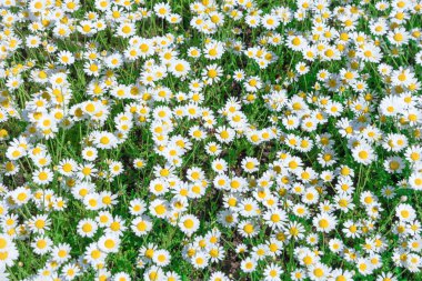 Yeşil tarlada papatya çayı