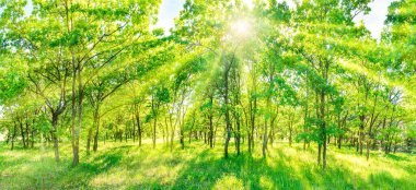 Yeşil orman manzarası - güneş ışınlarıyla ağaçların arasından parlayan panoramik manzara