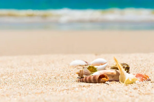 沙滩上的贝壳和蓝色的海水作为暑假的背景 — 图库照片
